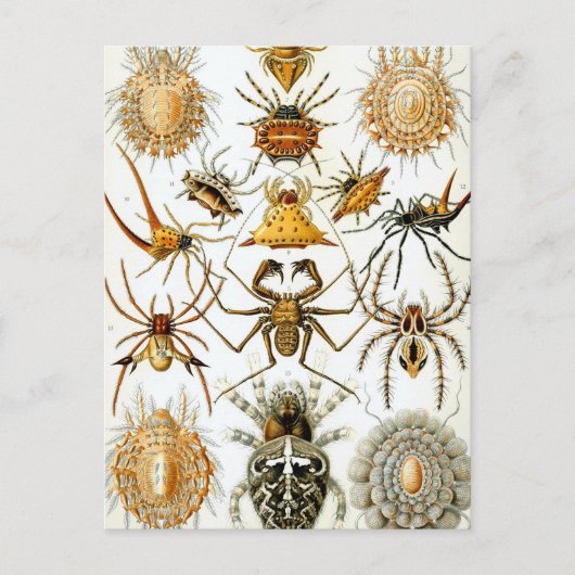 Haeckel Arachnida Briefkaart (Voorkant)