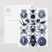 Haeckel Arachnida Spiders in Blue Briefkaart (Voorkant / Achterkant)