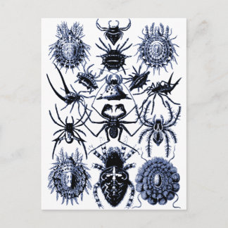 Haeckel Arachnida Spiders in Blue Briefkaart