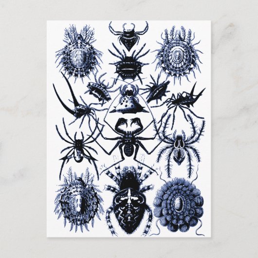 Haeckel Arachnida Spiders in Blue Briefkaart (Voorkant)