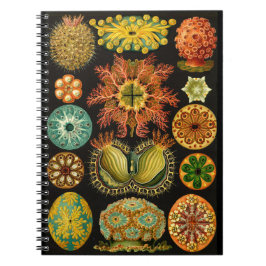 Haeckel Ascidiae Zee Life Illustration 6.5x8.75" Notitieboek