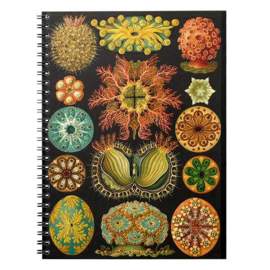 Haeckel Ascidiae Zee Life Illustration 6.5x8.75" Notitieboek (Voorkant)