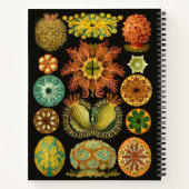 Haeckel Ascidiae Zee Squirts Illustratie 8.5"X11" Notitieboek (Achterkant)