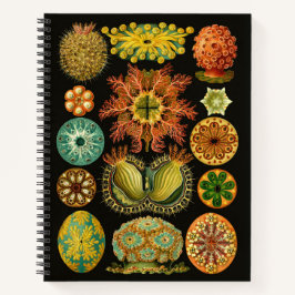 Haeckel Ascidiae Zee Squirts Illustratie 8.5"X11" Notitieboek