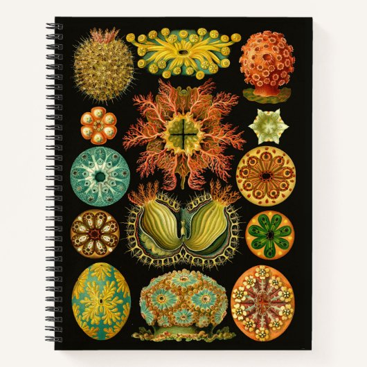 Haeckel Ascidiae Zee Squirts Illustratie 8.5"X11" Notitieboek (Voorkant)