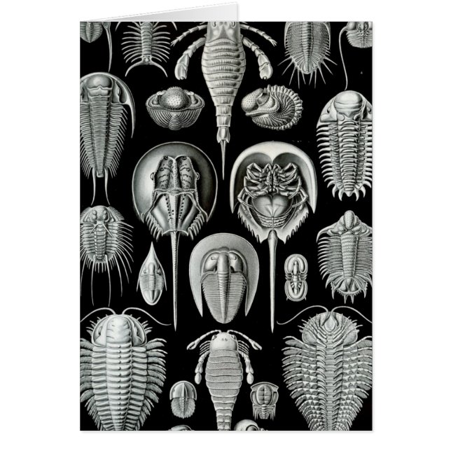 Haeckel Aspidonia (Voorkant)