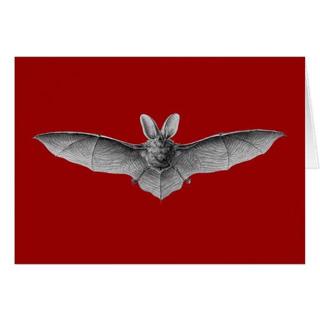 Haeckel Bat (Voorkant Horizontaal)