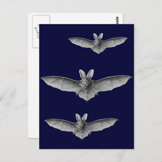 Haeckel Bat Briefkaart (Voorkant / Achterkant)