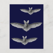 Haeckel Bat Briefkaart (Voorkant)