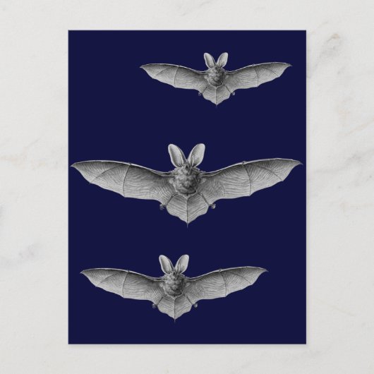 Haeckel Bat Briefkaart (Voorkant)