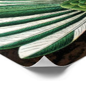 Haeckel Birds Poster (Hoek)