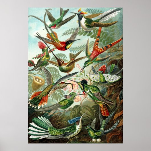 Haeckel Birds Poster (Voorkant)