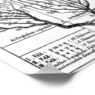 Haeckel boom of Life Poster