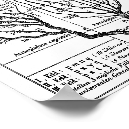 Haeckel boom of Life Poster (Hoek)