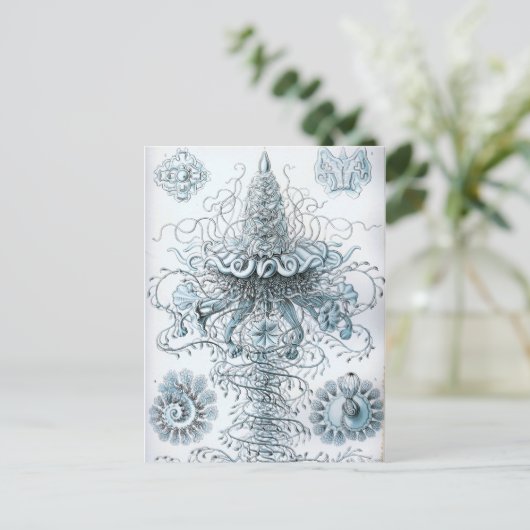 Haeckel Briefkaart (Staand voorkant)