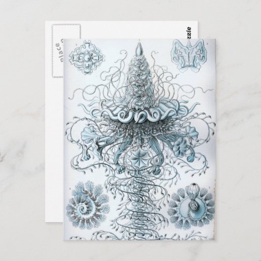 Haeckel Briefkaart (Voorkant / Achterkant)