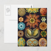Haeckel Briefkaart (Voorkant / Achterkant)
