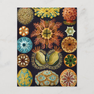 Haeckel Briefkaart