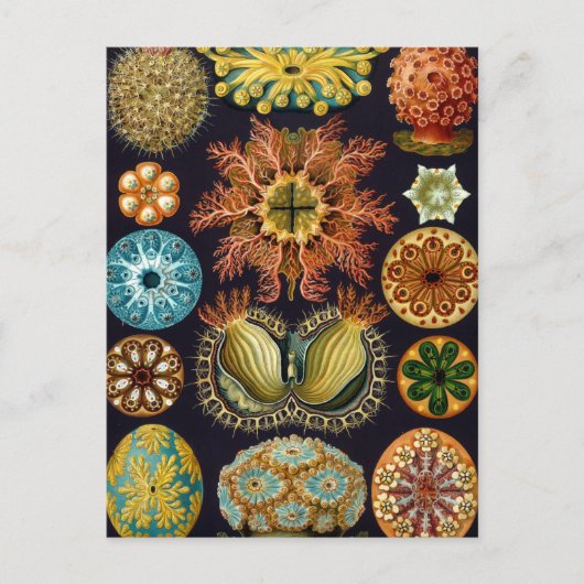 Haeckel Briefkaart (Voorkant)