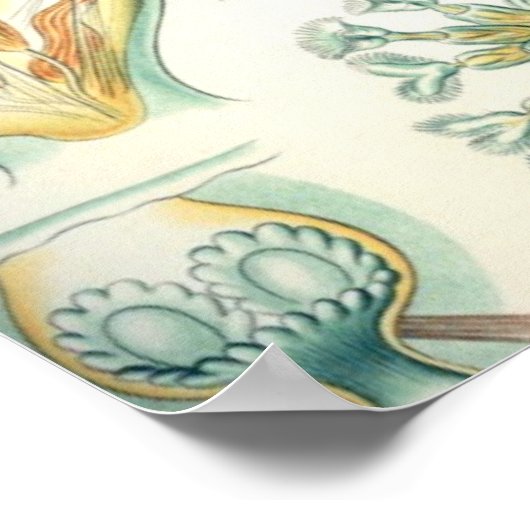 Haeckel Bryozoa Poster (Hoek)