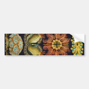 Haeckel Bumpersticker