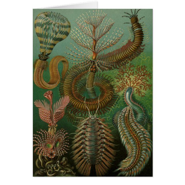 Haeckel Centipedes (Voorkant)