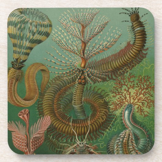 Haeckel Centipedes Drankjes Onderzetter (Voorkant)
