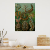 Haeckel Centipedes Poster (Keuken)