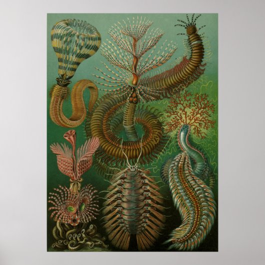 Haeckel Centipedes Poster (Voorkant)
