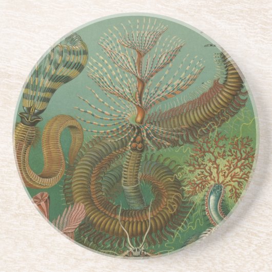 Haeckel Centipedes Zandsteen Onderzetter (Voorkant)