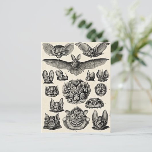 Haeckel Chiroptera Briefkaart (Staand voorkant)