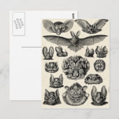 Haeckel Chiroptera Briefkaart (Voorkant / Achterkant)