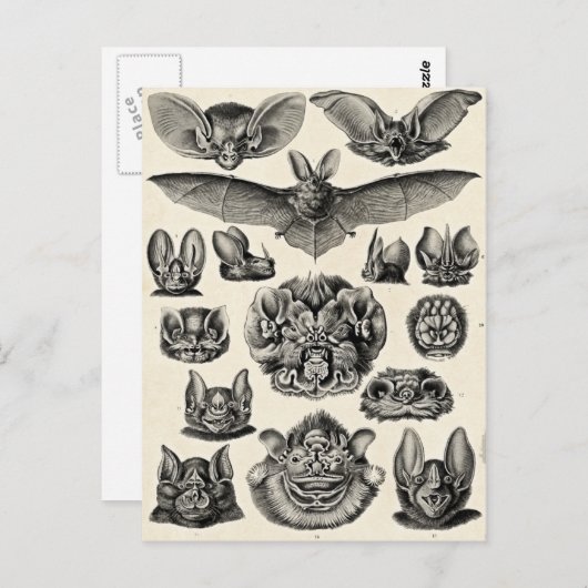 Haeckel Chiroptera Briefkaart (Voorkant / Achterkant)