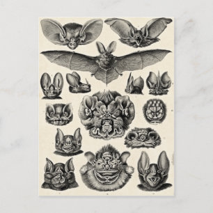 Haeckel Chiroptera Briefkaart
