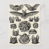 Haeckel Chiroptera Briefkaart (Voorkant)
