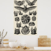 Haeckel Chiroptera Poster (Keuken)