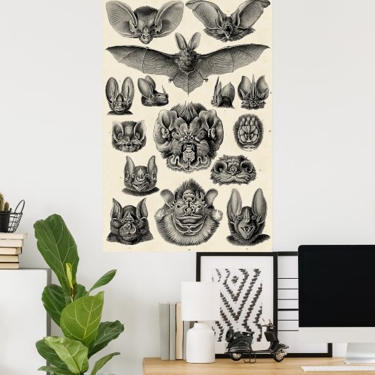 Haeckel Chiroptera Poster (Thuiskantoor)