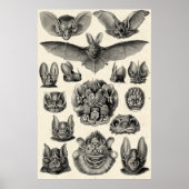 Haeckel Chiroptera Poster (Voorkant)