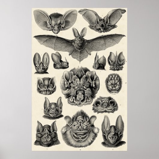 Haeckel Chiroptera Poster (Voorkant)