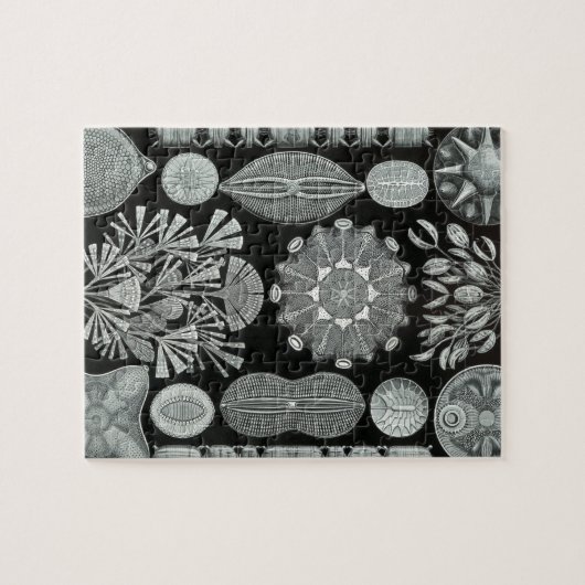 Haeckel Diatomea Legpuzzel (Horizontaal)