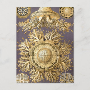 Haeckel Discomedusae Briefkaart