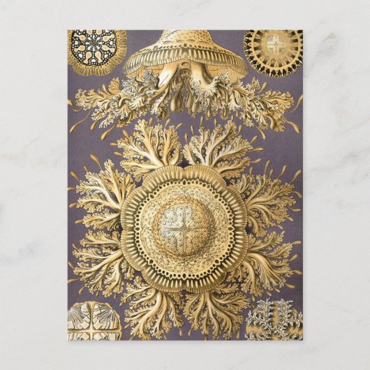Haeckel Discomedusae Briefkaart (Voorkant)