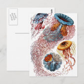 Haeckel Discomedusae Briefkaart (Voorkant / Achterkant)