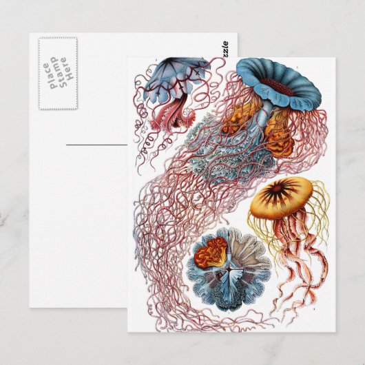 Haeckel Discomedusae Briefkaart (Voorkant / Achterkant)