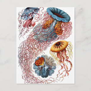 Haeckel Discomedusae Briefkaart