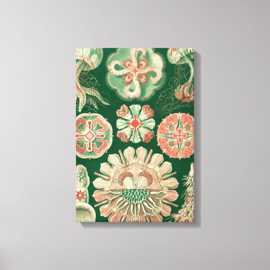 Haeckel Discomedusae Canvas Afdruk (Voorkant)