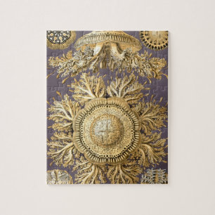 Haeckel Discomedusae Legpuzzel