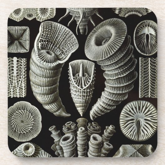 Haeckel Drankjes Onderzetter (Voorkant)
