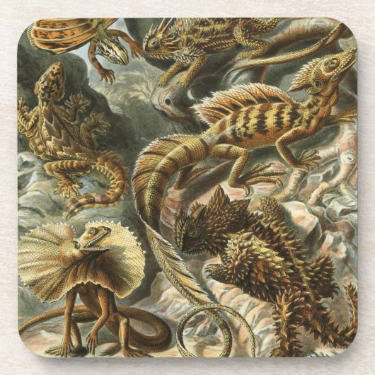 Haeckel Drankjes Onderzetter (Voorkant)