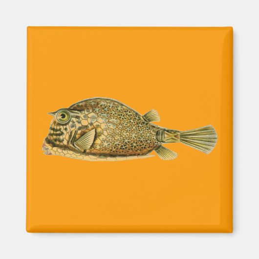 Haeckel Fish Magneet (Voorkant)